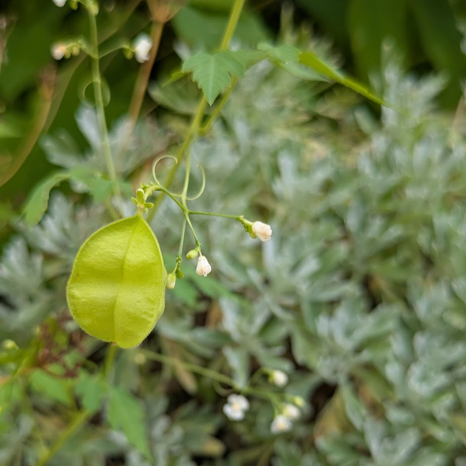 ふうせんかずら　コポ庭　７月