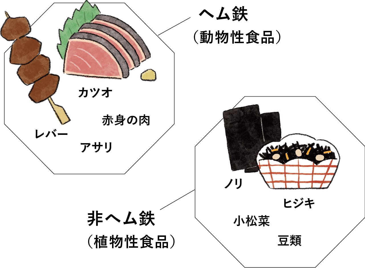 ヘム鉄（動物性食品）...カツオ、赤みの肉、レバー、アサリ
非ヘム鉄（植物性食品）...のり、ひじき、小松菜、豆類