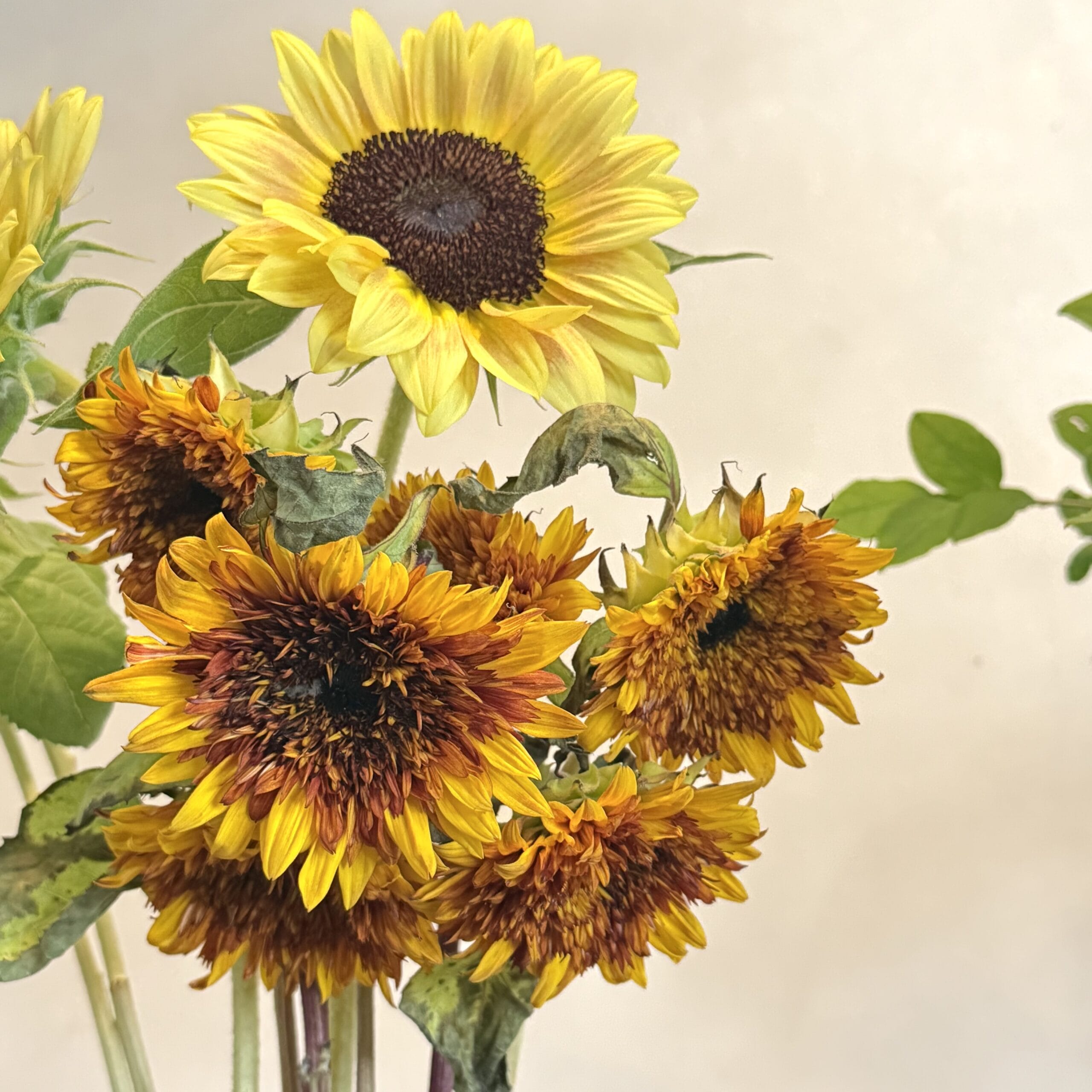 tocoha flower　花屋　京都　大山崎　ひまわり