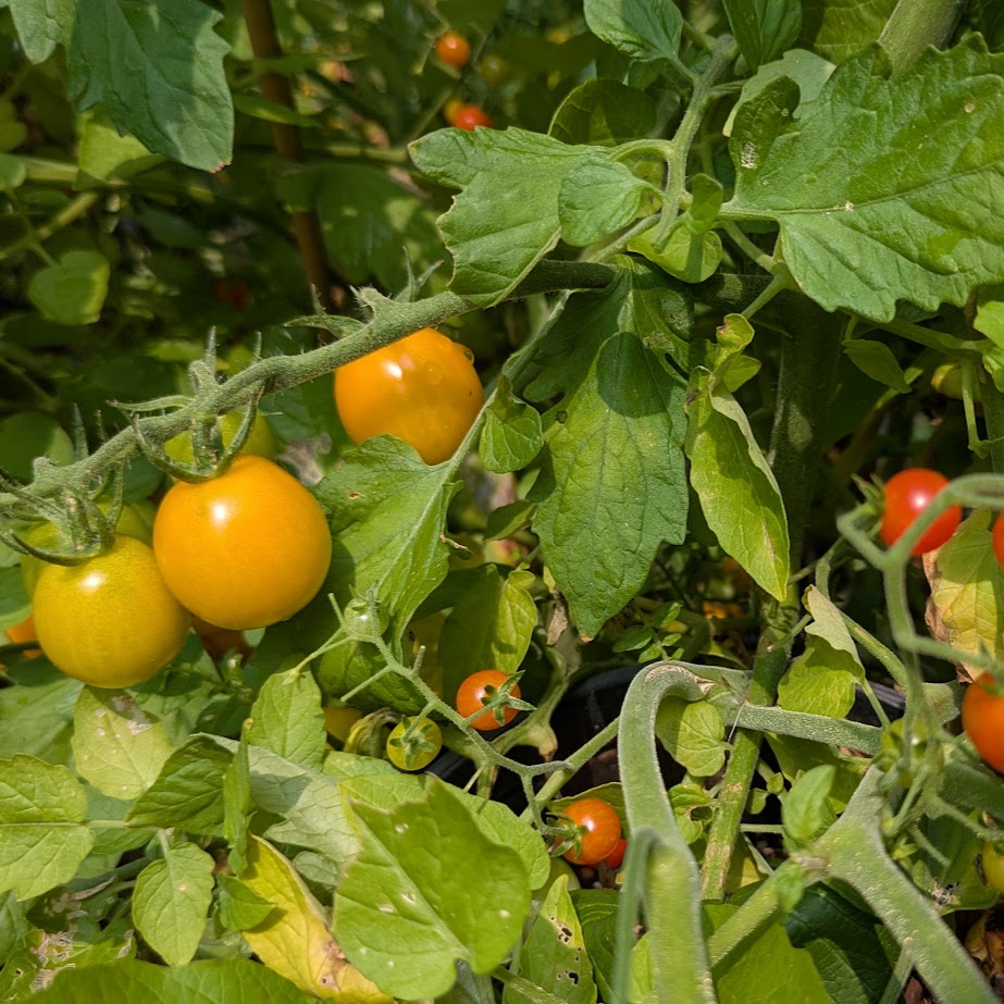 ミニトマト　マイクロトマト　黄色