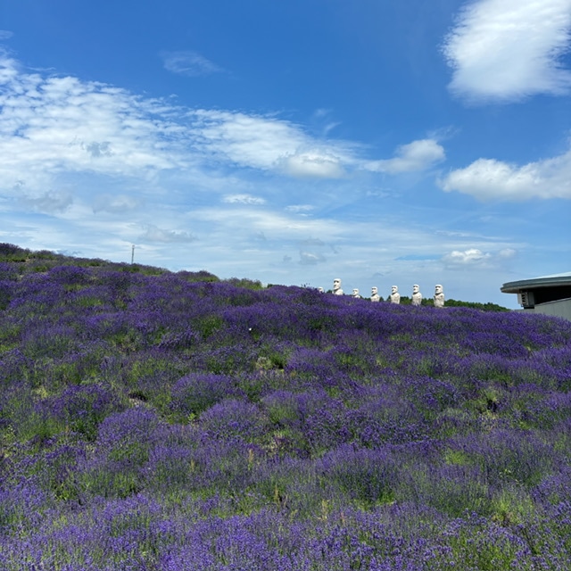 滝野霊園のラベンダーとモアイ像の写真