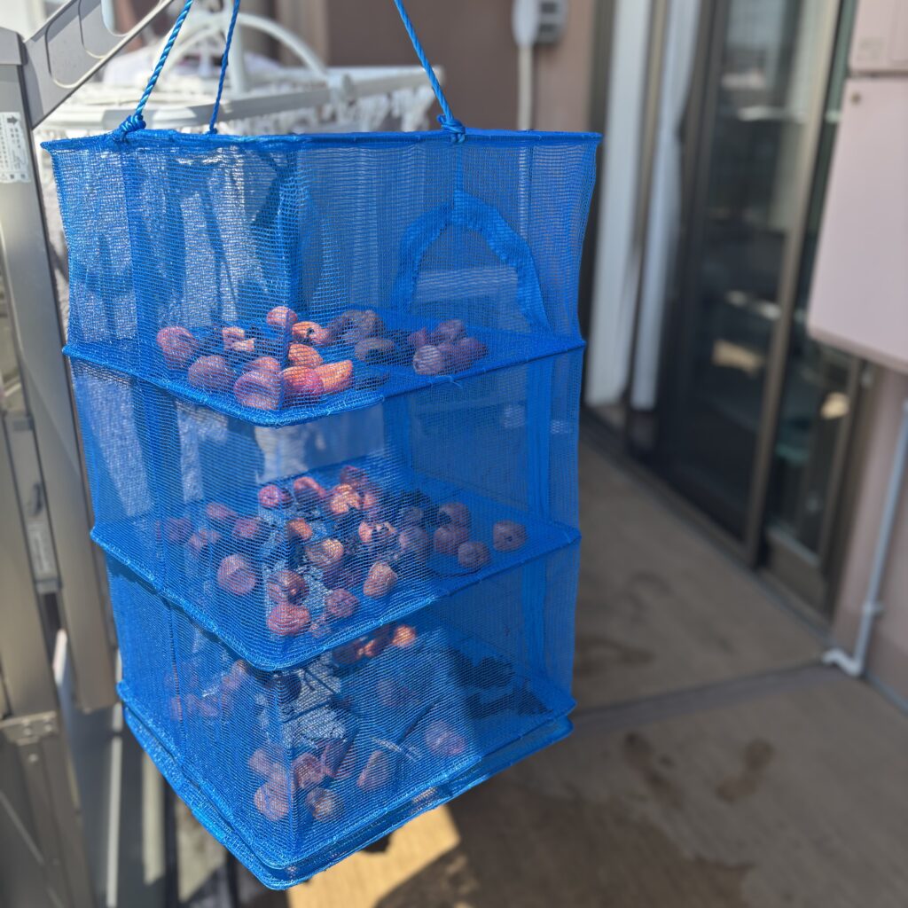 梅干し作り　ベランダ