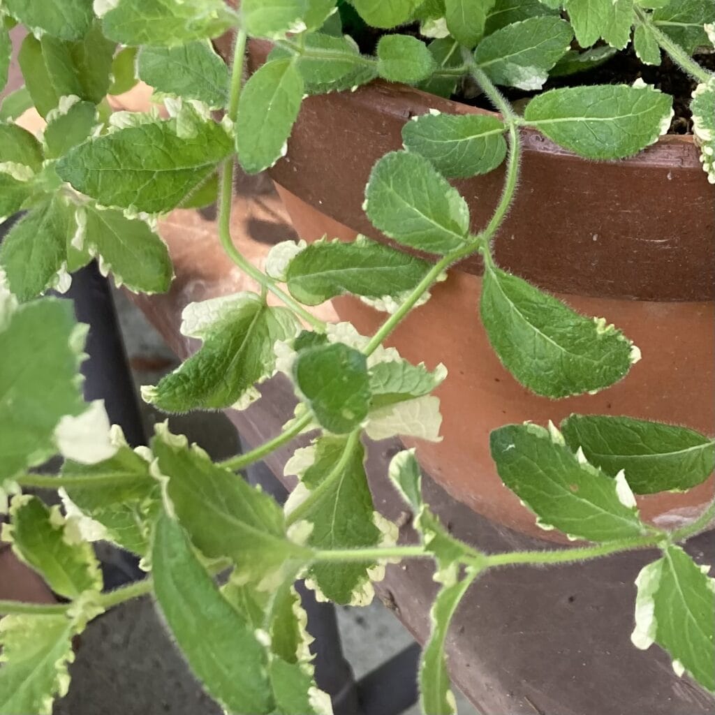 パイナップルミント