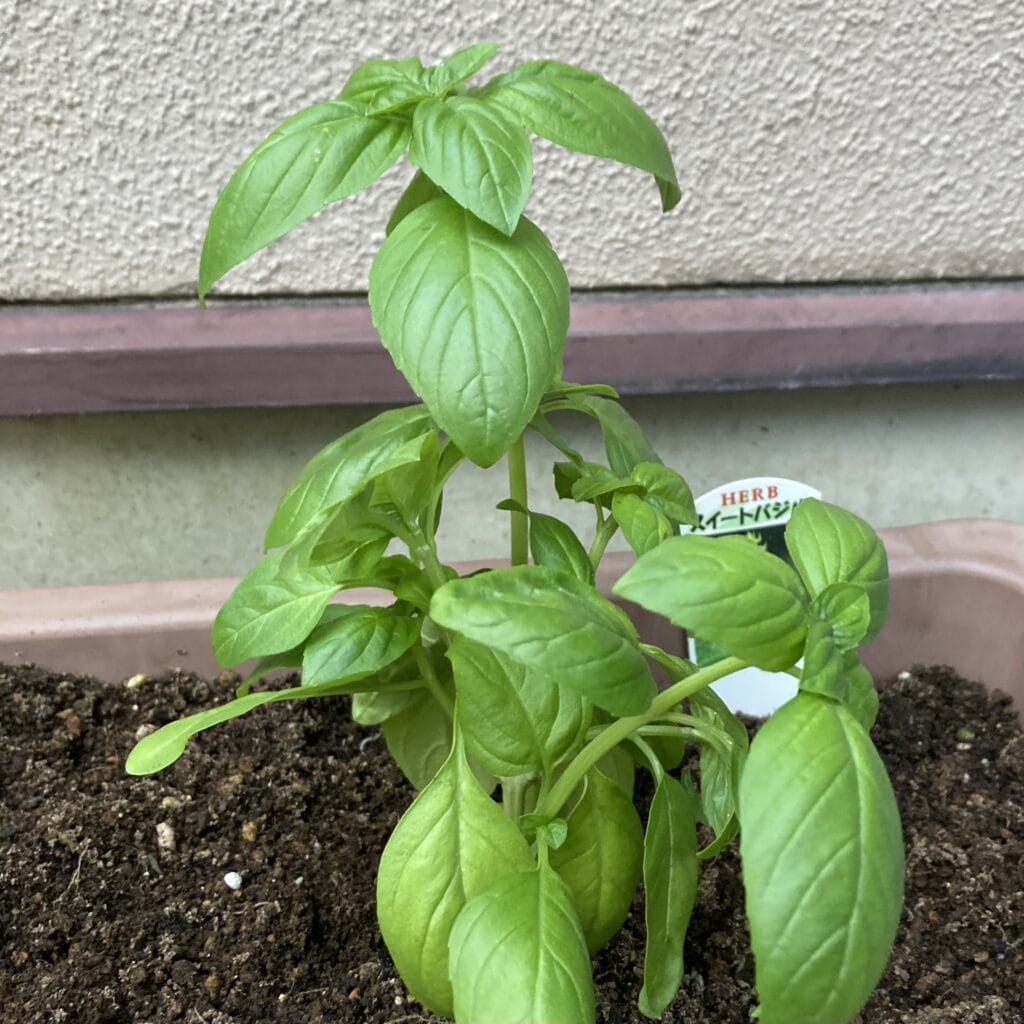 スイートバジル