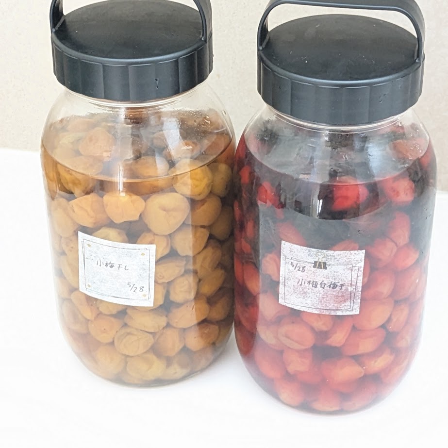 梅仕事　小梅漬け　梅干し