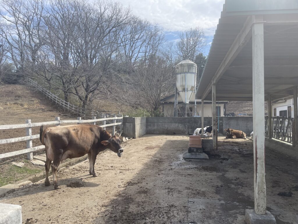 こどもの国牧場の牛の写真