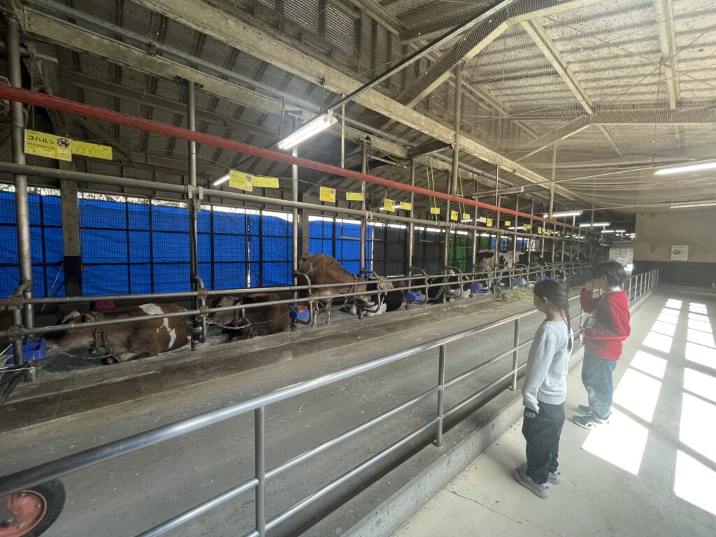 こどもの国牧場の牛舎