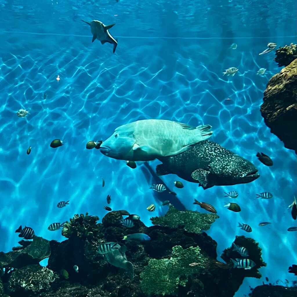 魚　ナポレオンフィッシュ