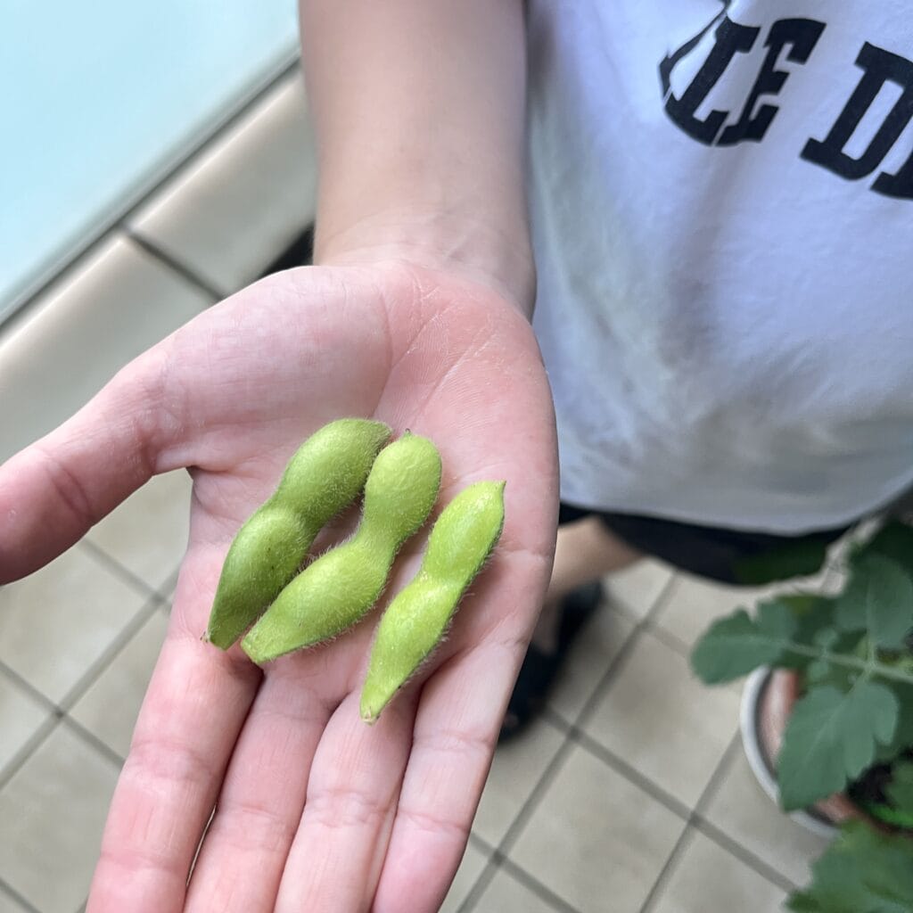 ベランダ菜園　枝豆　ゴーヤ