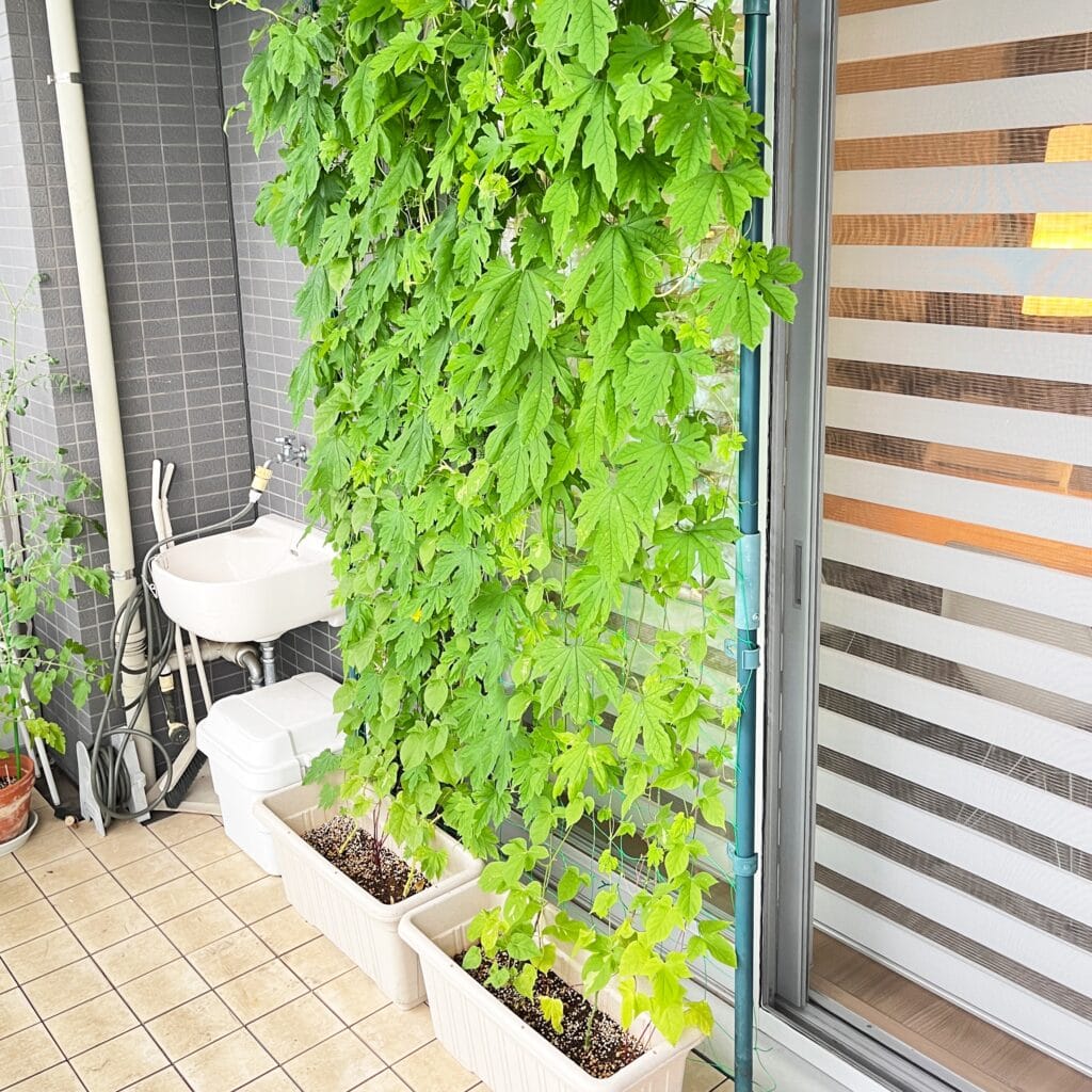 ゴーヤ　グリーンカーテン　マンション