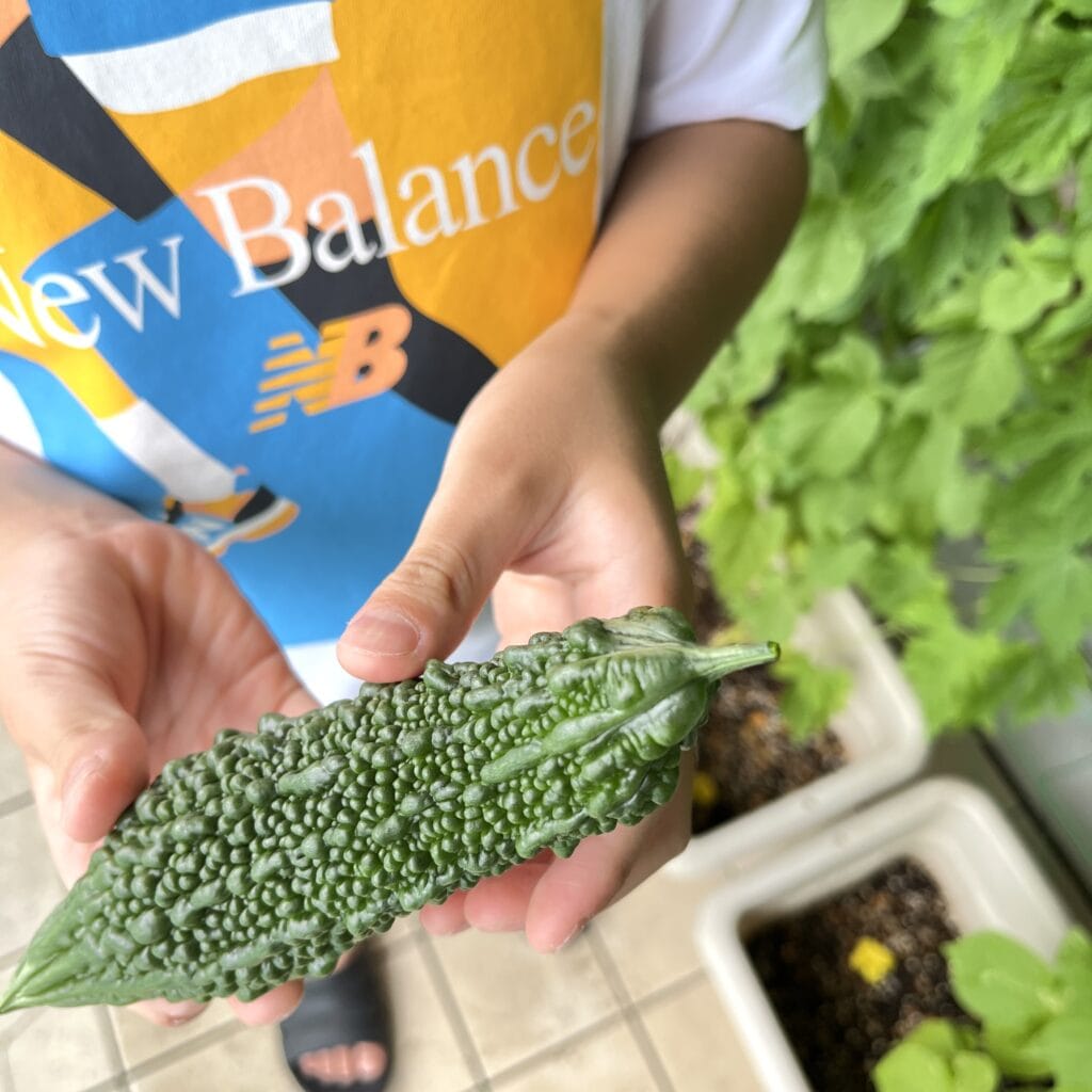 ゴーヤ　グリーンカーテン　マンション