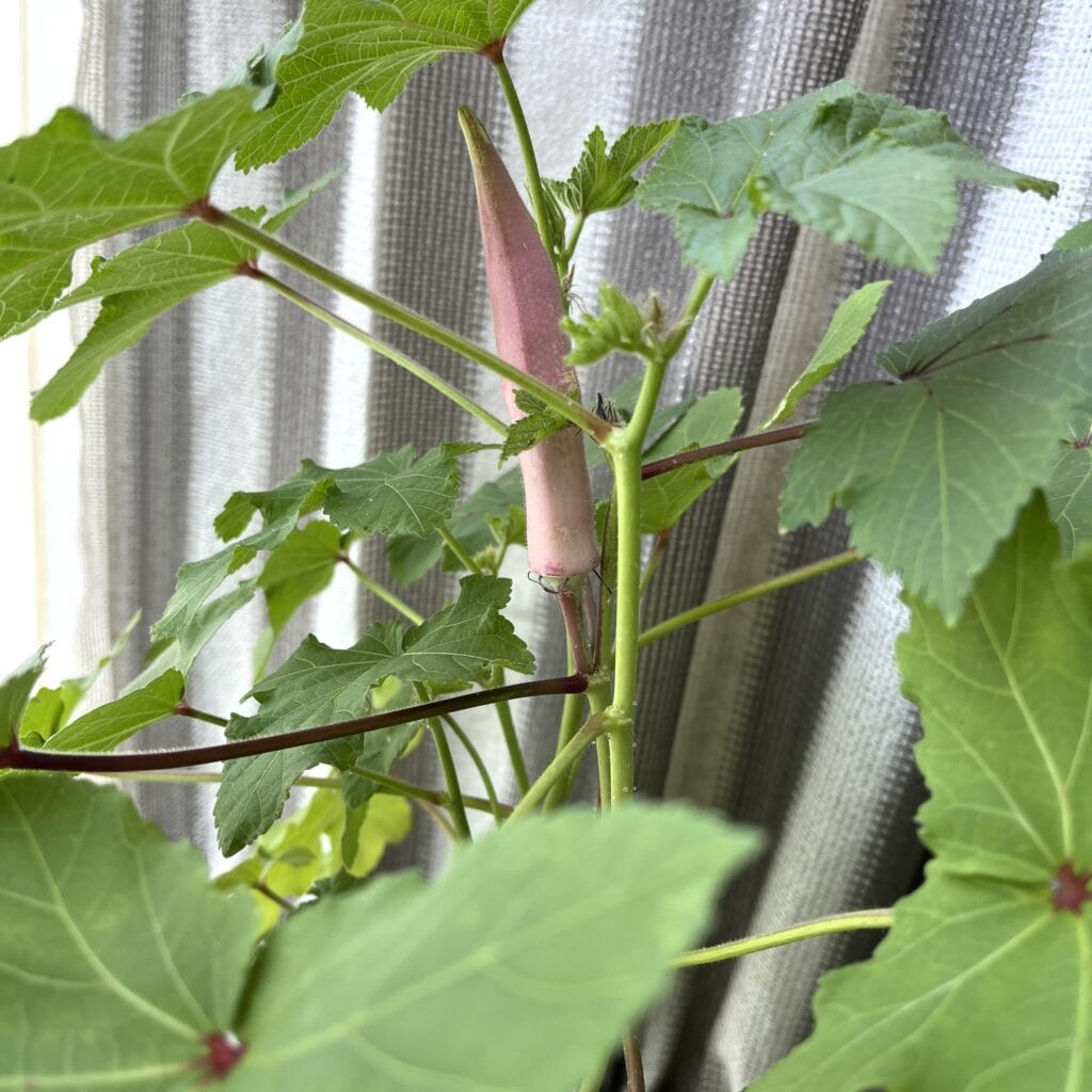 ベランダ菜園　マンション　オクラ