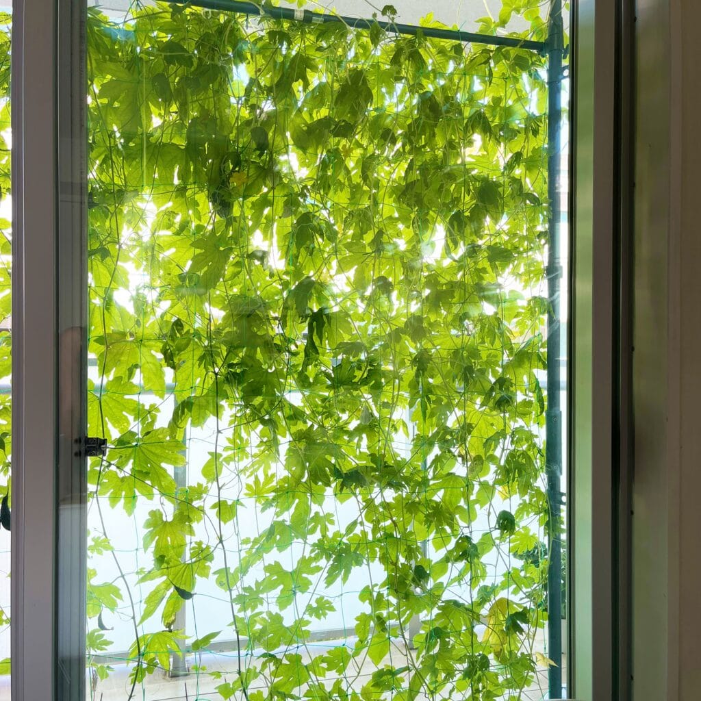 ゴーヤ　グリーンカーテン　マンション