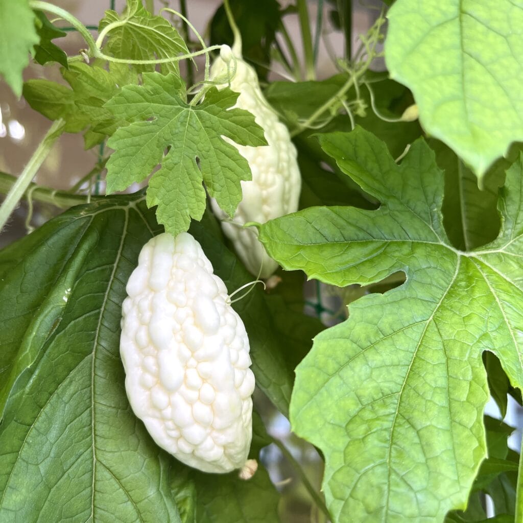 ゴーヤ　グリーンカーテン　マンション