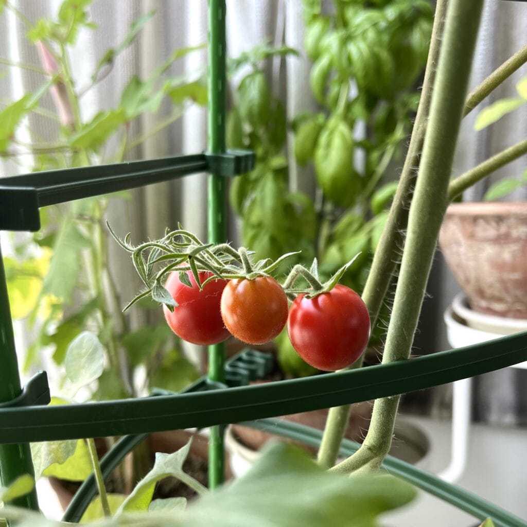 ベランダ菜園　マンション　ミニトマト