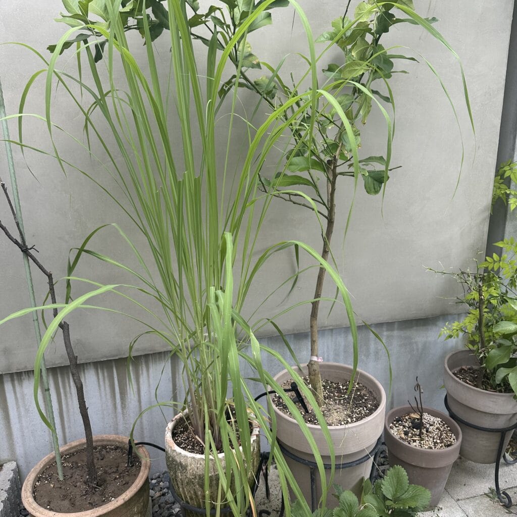レモングラス　2025夏　ガーデニング　ハーブ