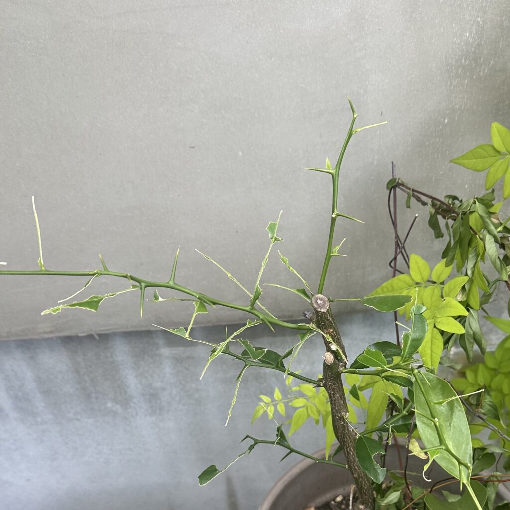 コブミカン　バイマックルー　ハーブ