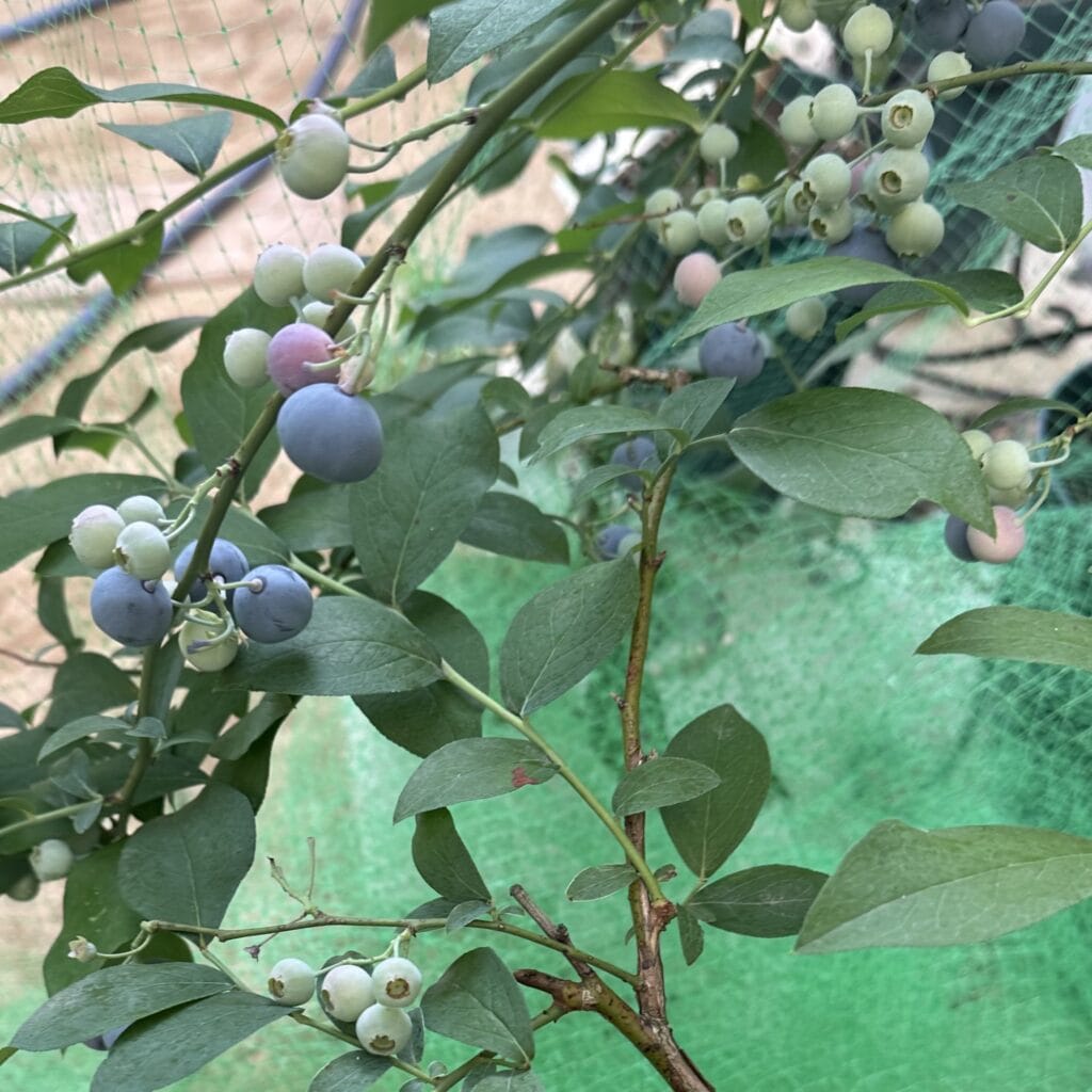 ブルーベリー　ブライトウェル　2025夏