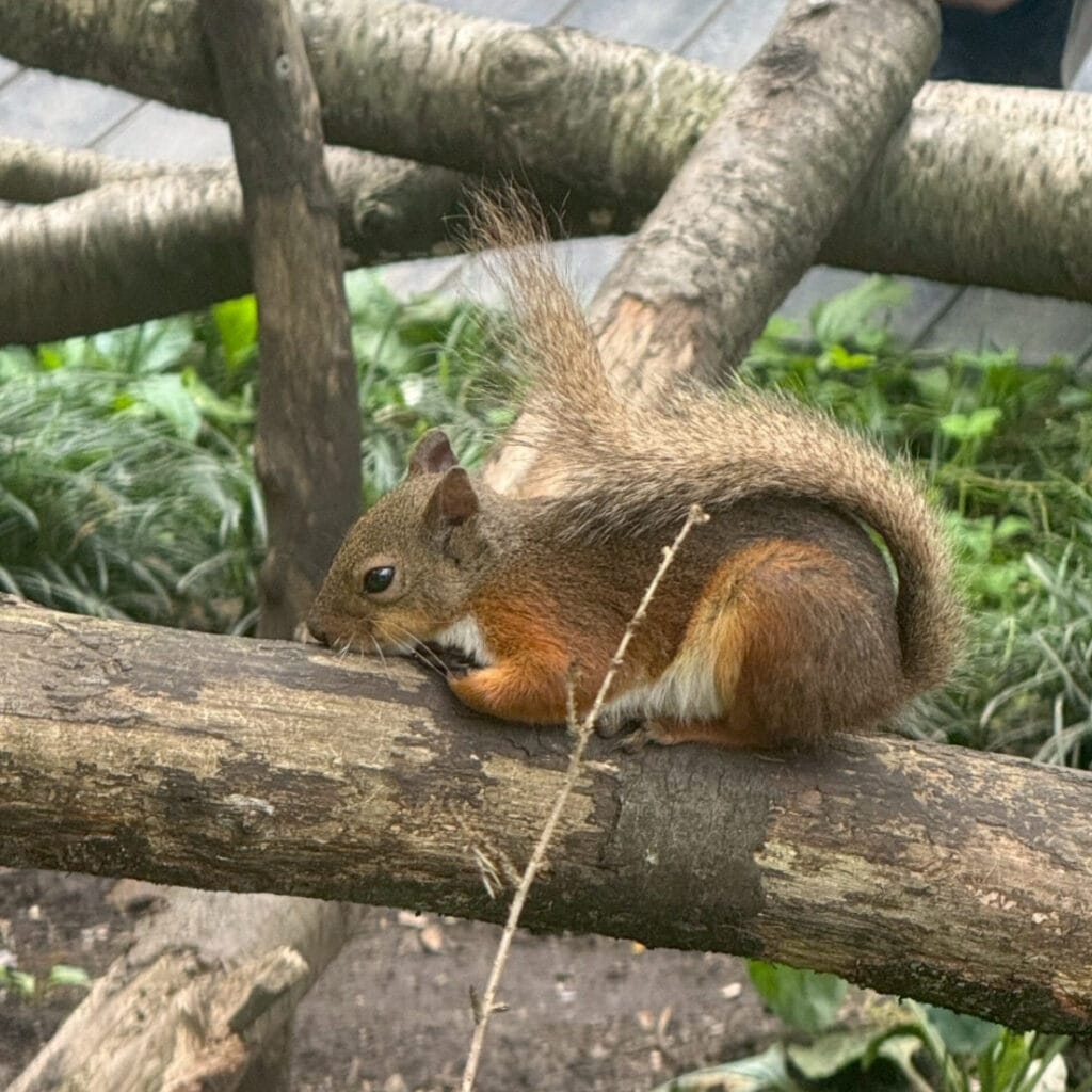 那須どうぶつ王国　夏休み　旅行