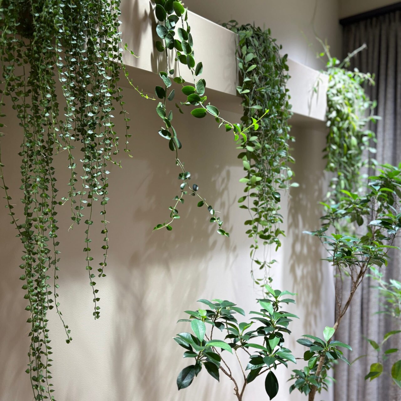 ふふ軽井沢陽光の風　観葉植物　スイートルーム　