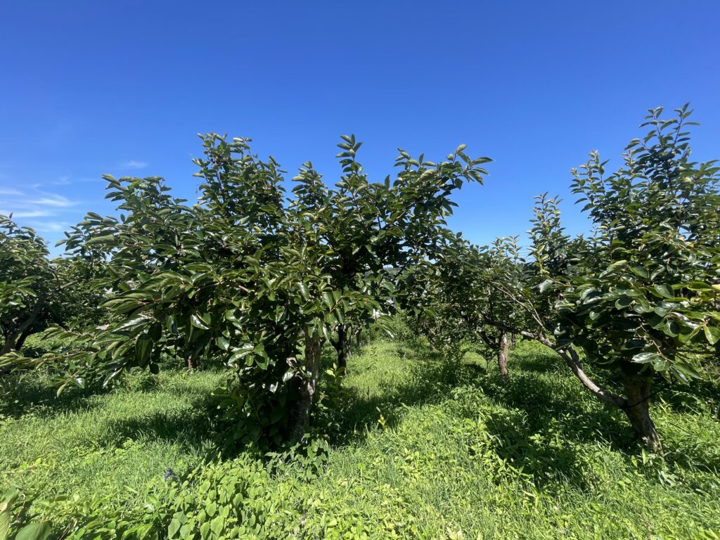 JIKE STUDIO前の柿畑の風景。2025年7月撮影。