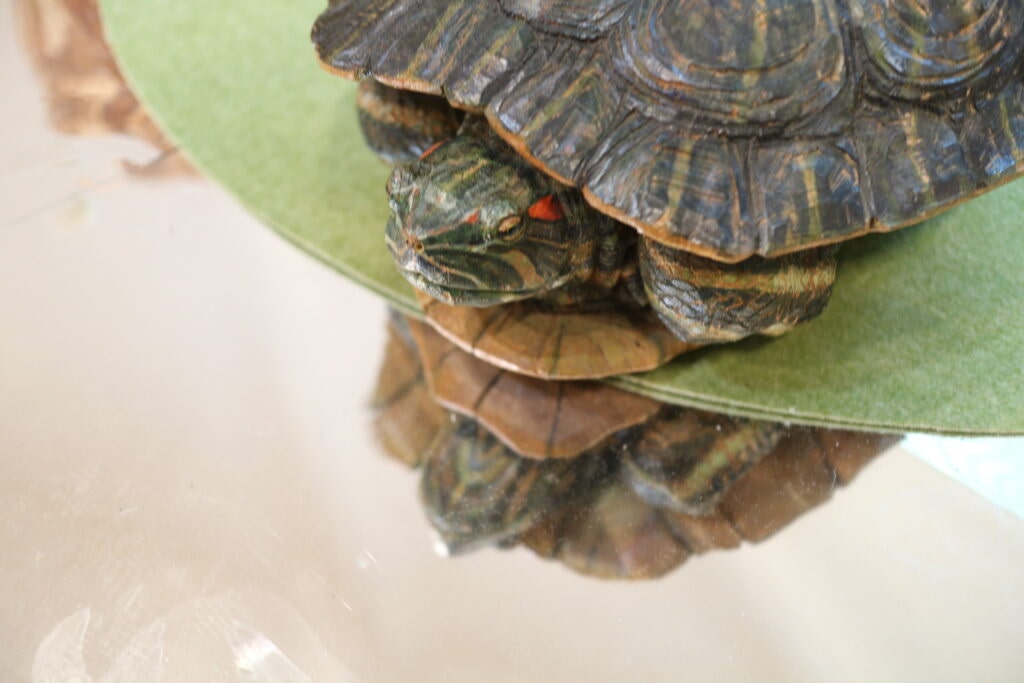 はしもとみお 群馬 美術館