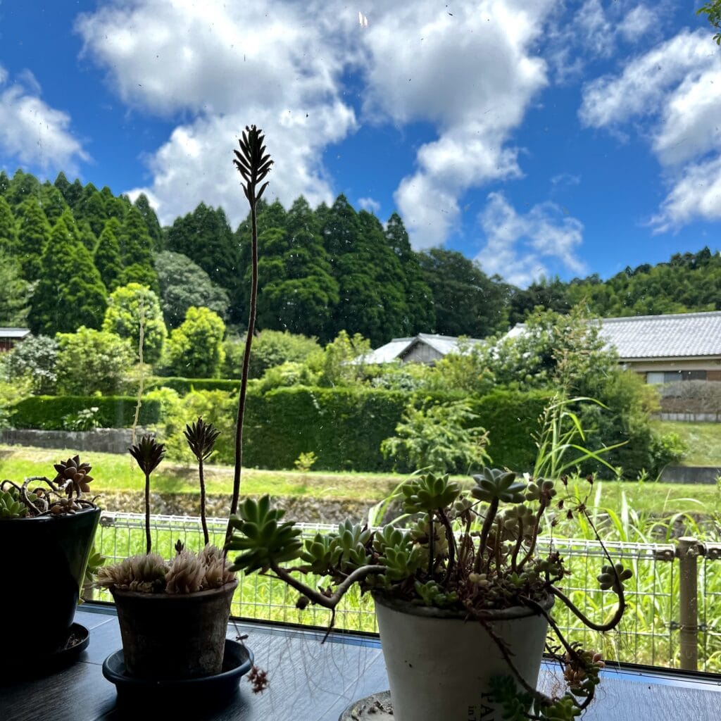 カフェ　川　植物