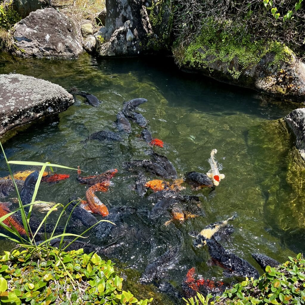 鯉　池