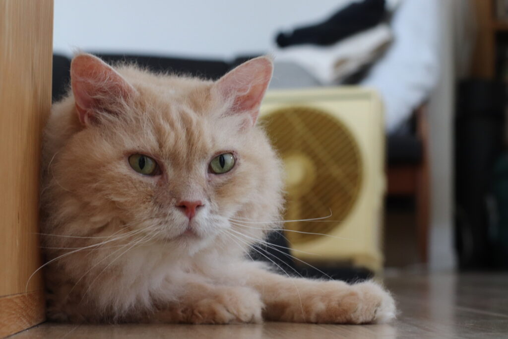 LEE編集部の猫　ミツコの家の猫