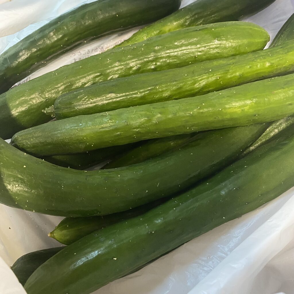 きゅうり　家庭菜園　