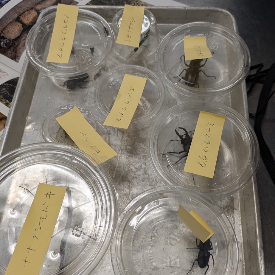 旭高原元気村　昆虫採集　ライトトラップ