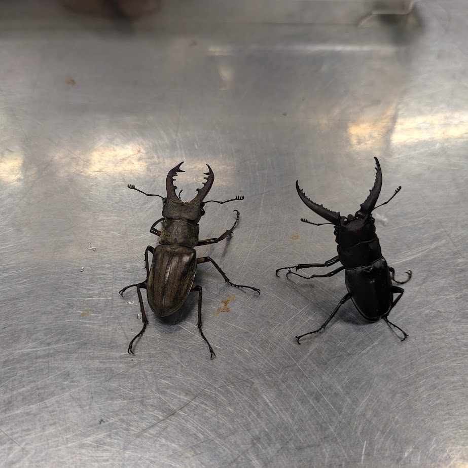 ミヤマクワガタとノコギリクワガタ　旭高原元気村