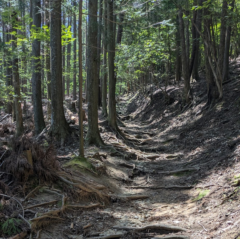 森　旭高原元気村　夏やすみ