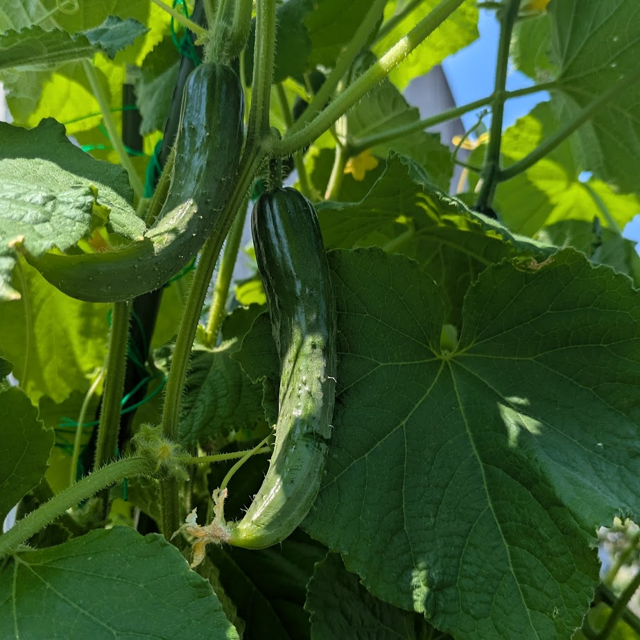 キュウリ 家庭菜園 コポ庭