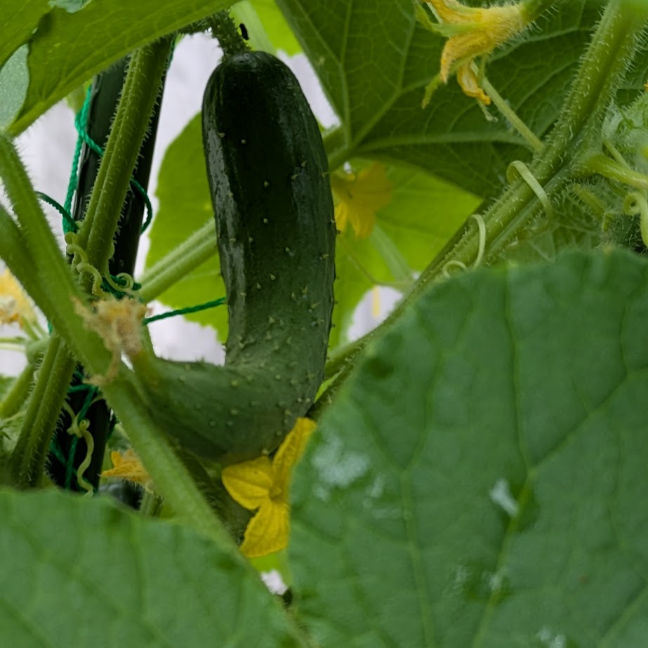 葉っぱに隠れたキュウリ 夏野菜 家庭菜園