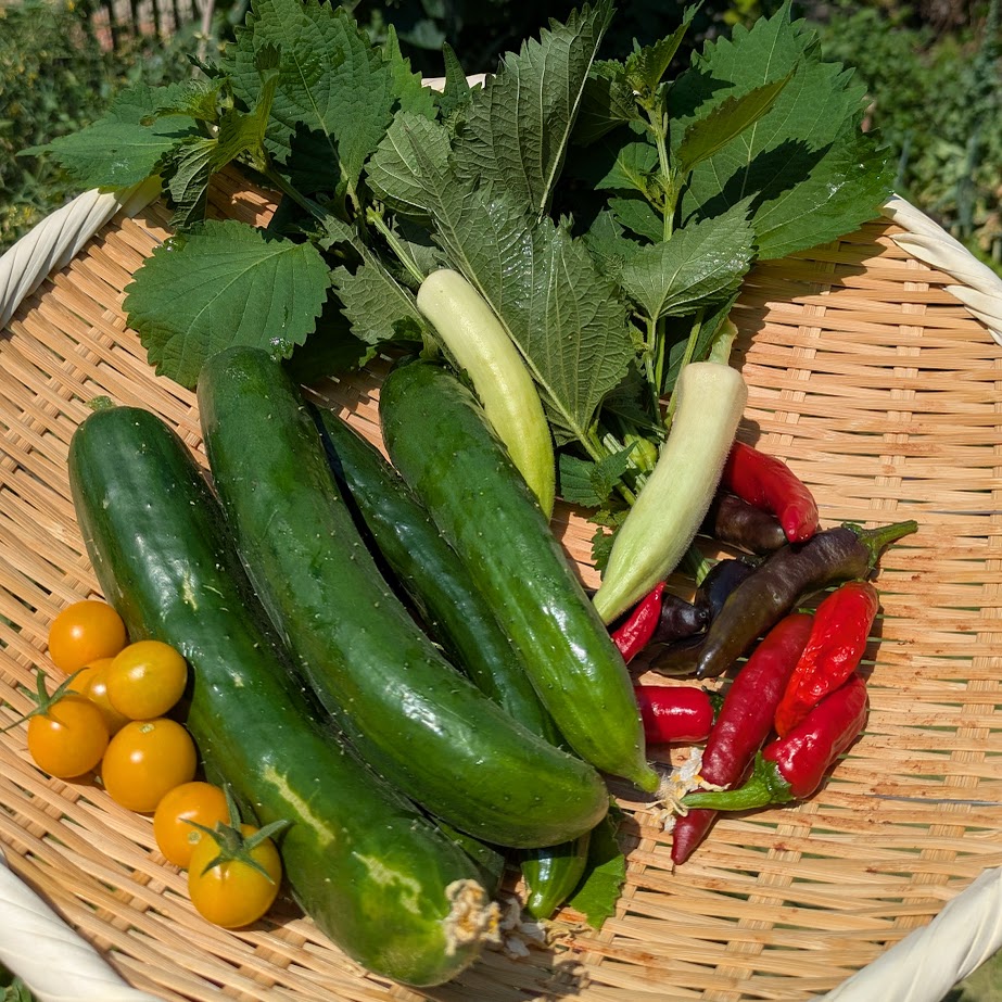毎日収穫 家庭菜園 1日分
