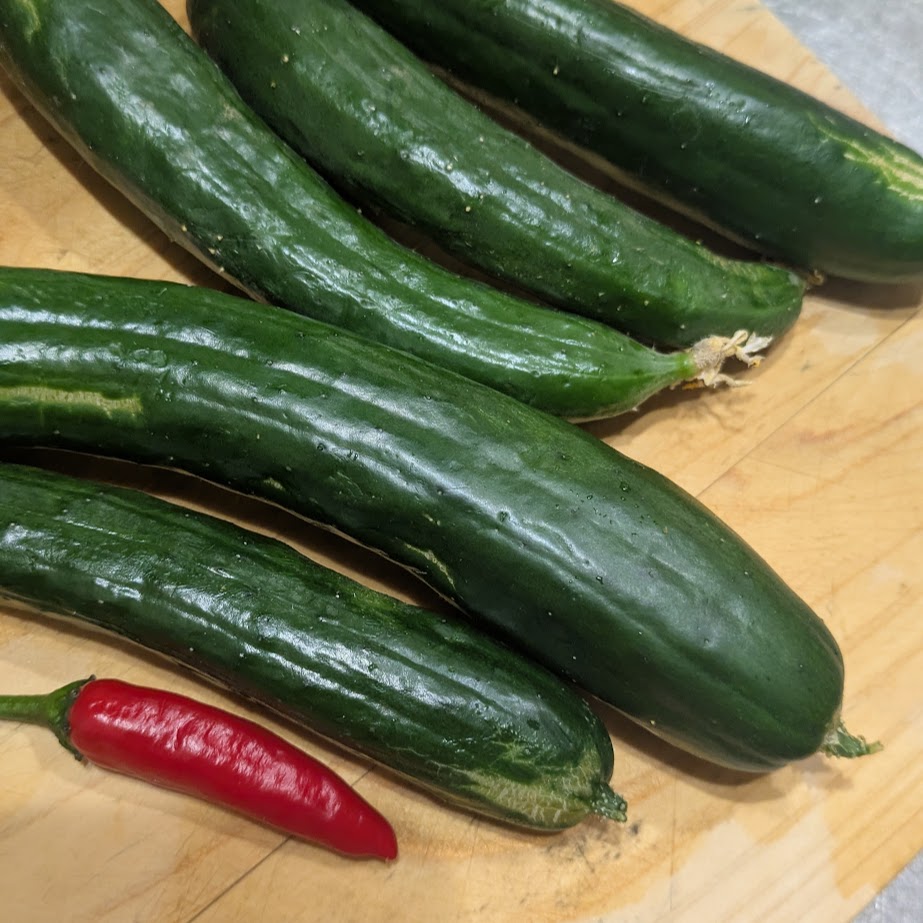 キュウリ 家庭菜園 唐辛子