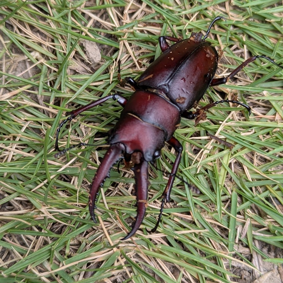 ノコギリクワガタ　旭高原元気村　夏休み