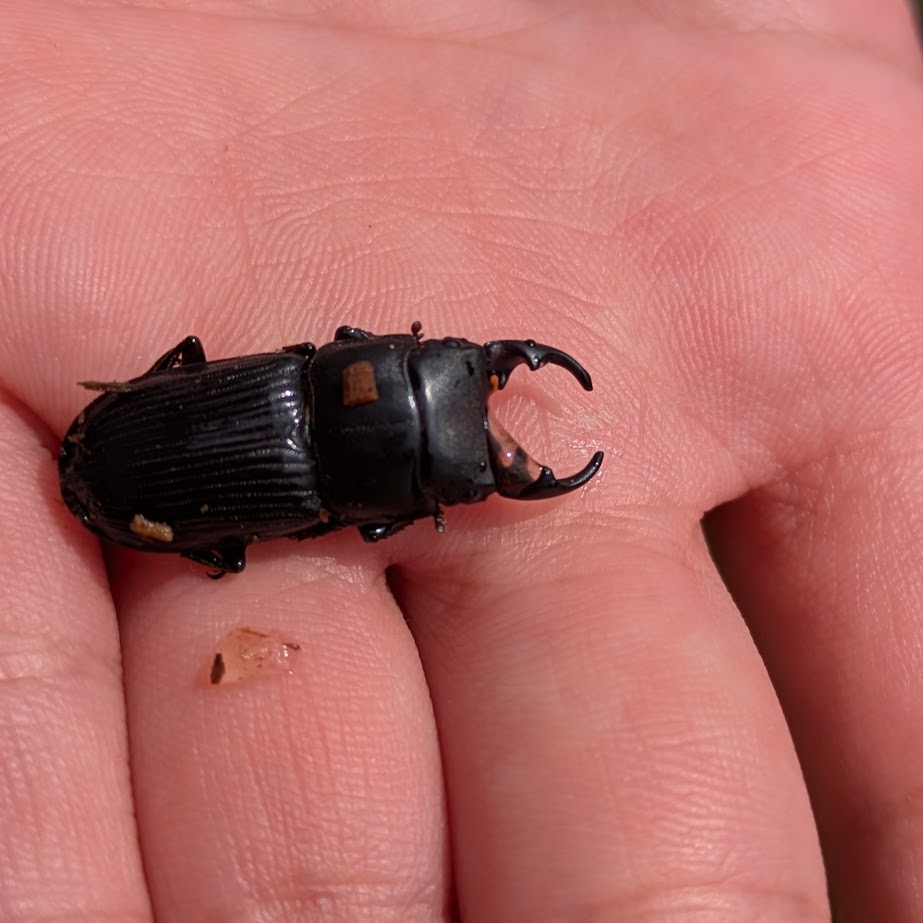 クワガタ　夏休み　旭高原元気村