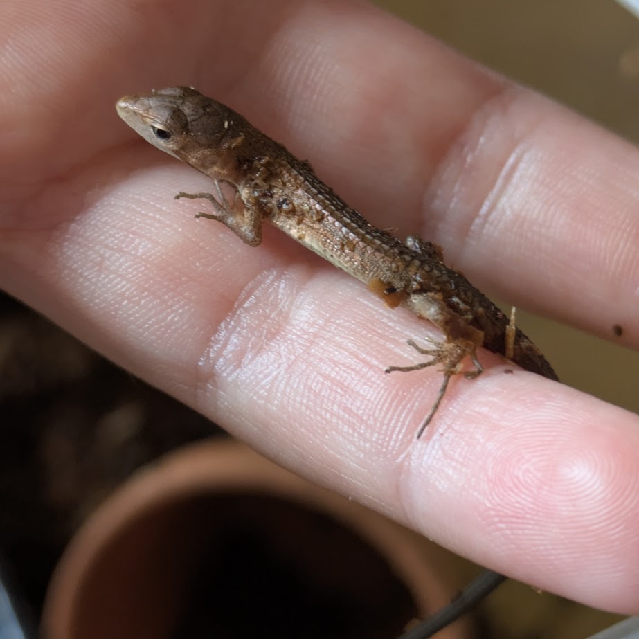 かなへび　夏休み　旭高原元気村