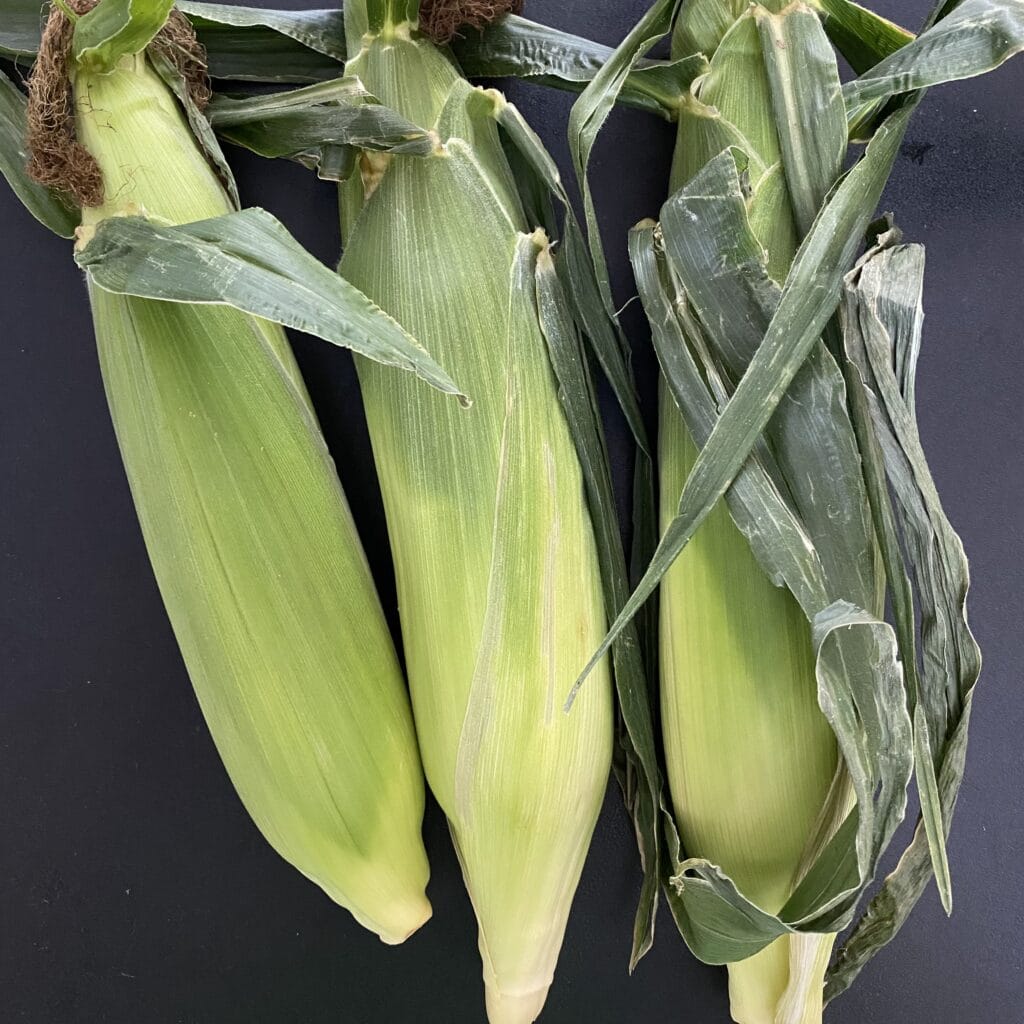 とうもろこし 野菜 夏