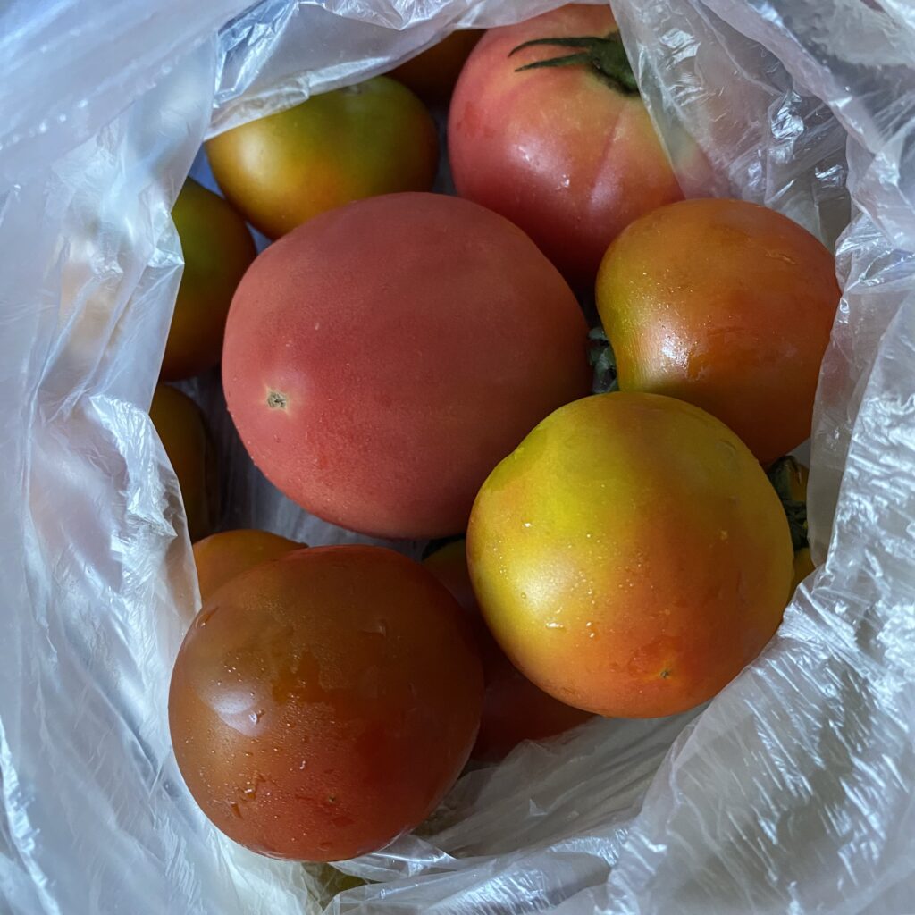 トマト 野菜 夏