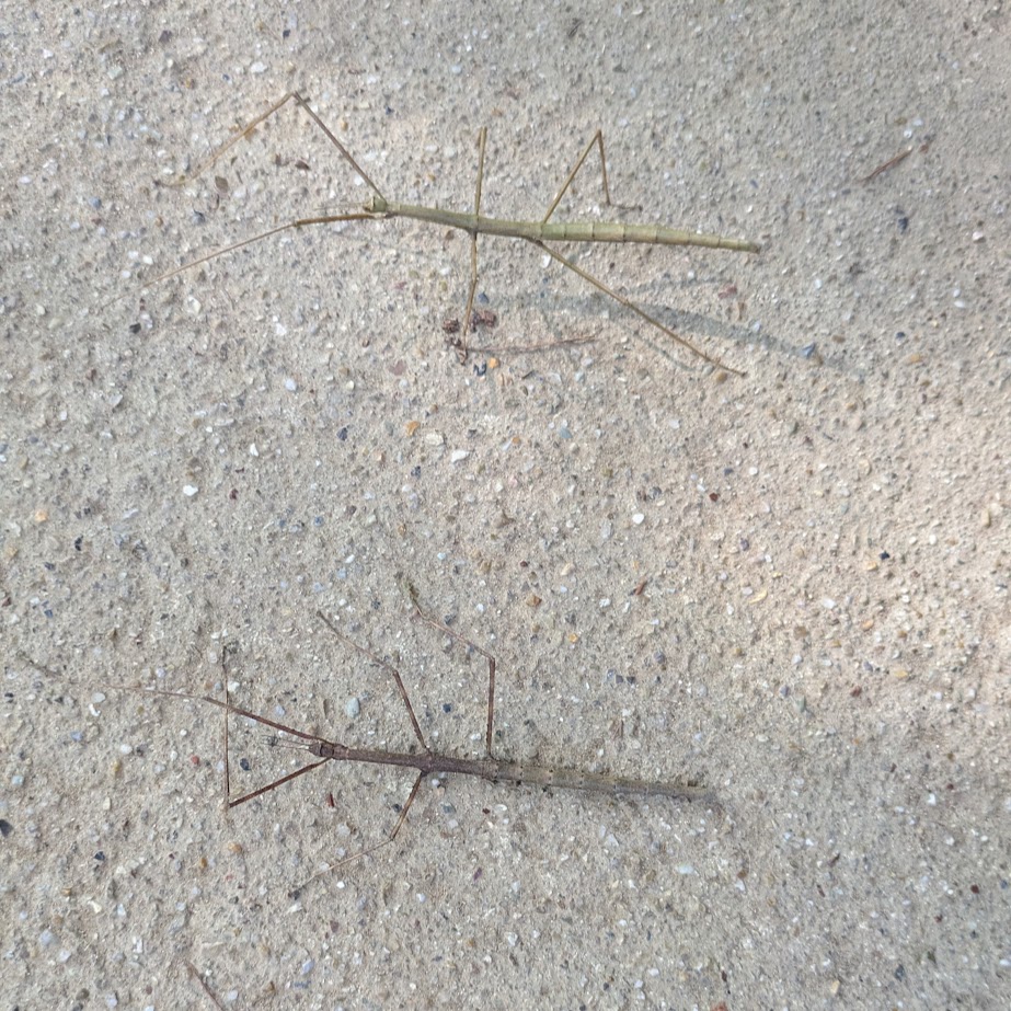 ななふし　旭高原元気村　昆虫採集