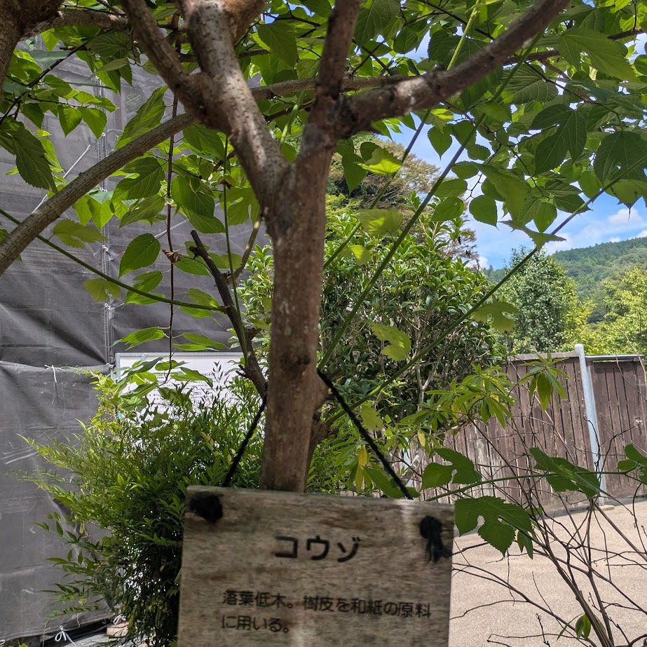 楮　原木　三州足助屋敷