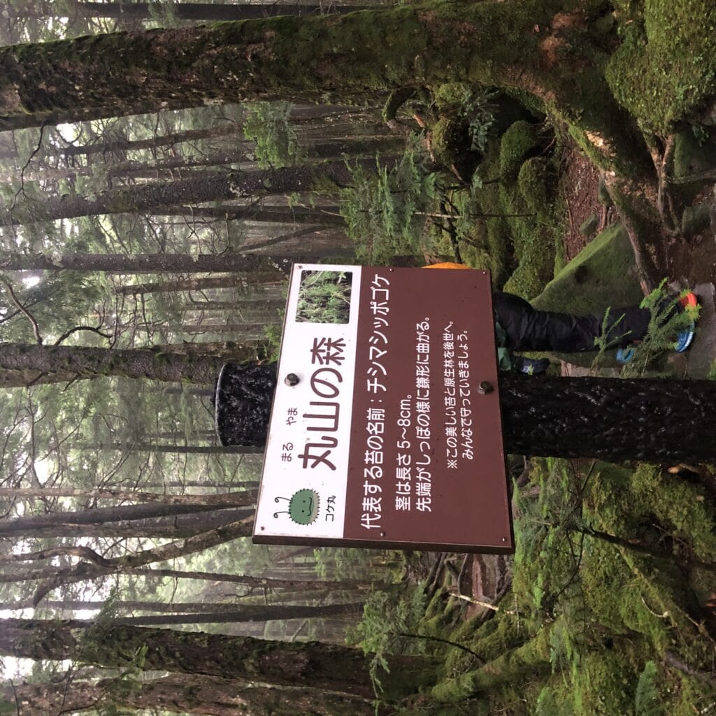 丸山の森　北八ヶ岳