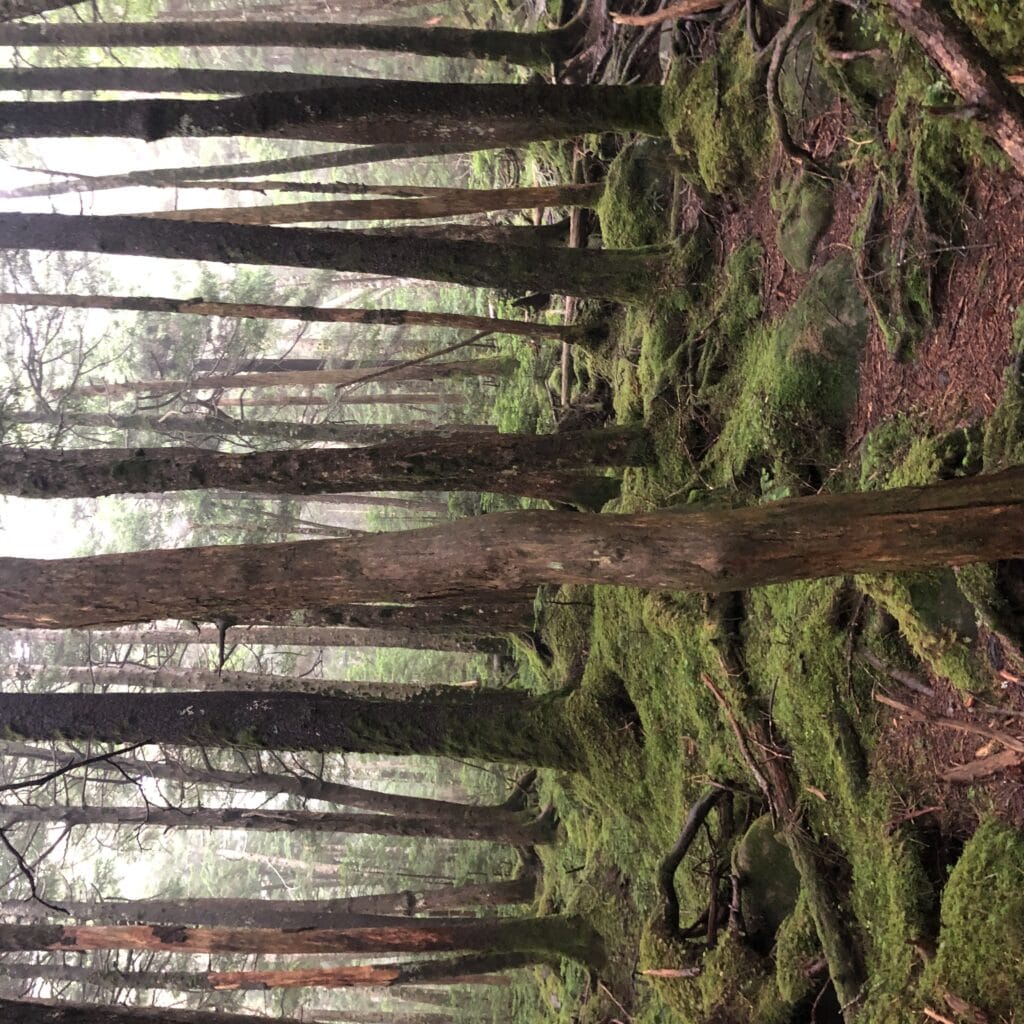 北八ヶ岳　麦草峠から高見石小屋
