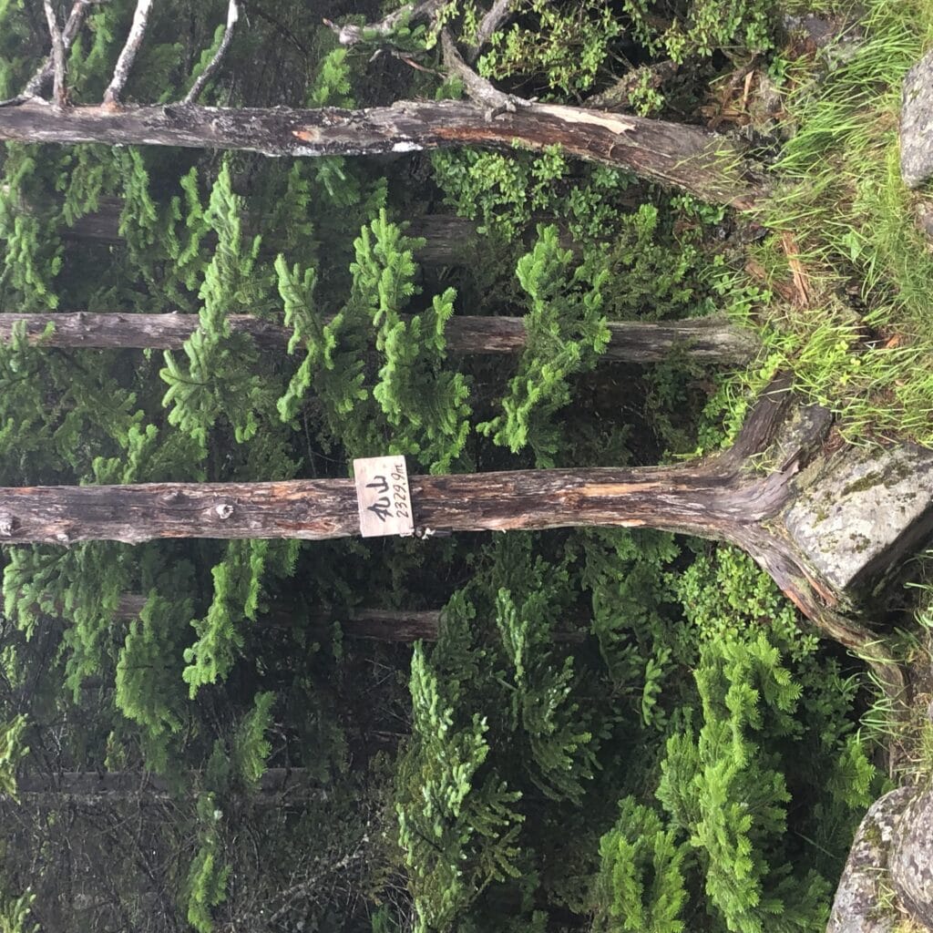 北八ヶ岳　麦草峠から高見石小屋