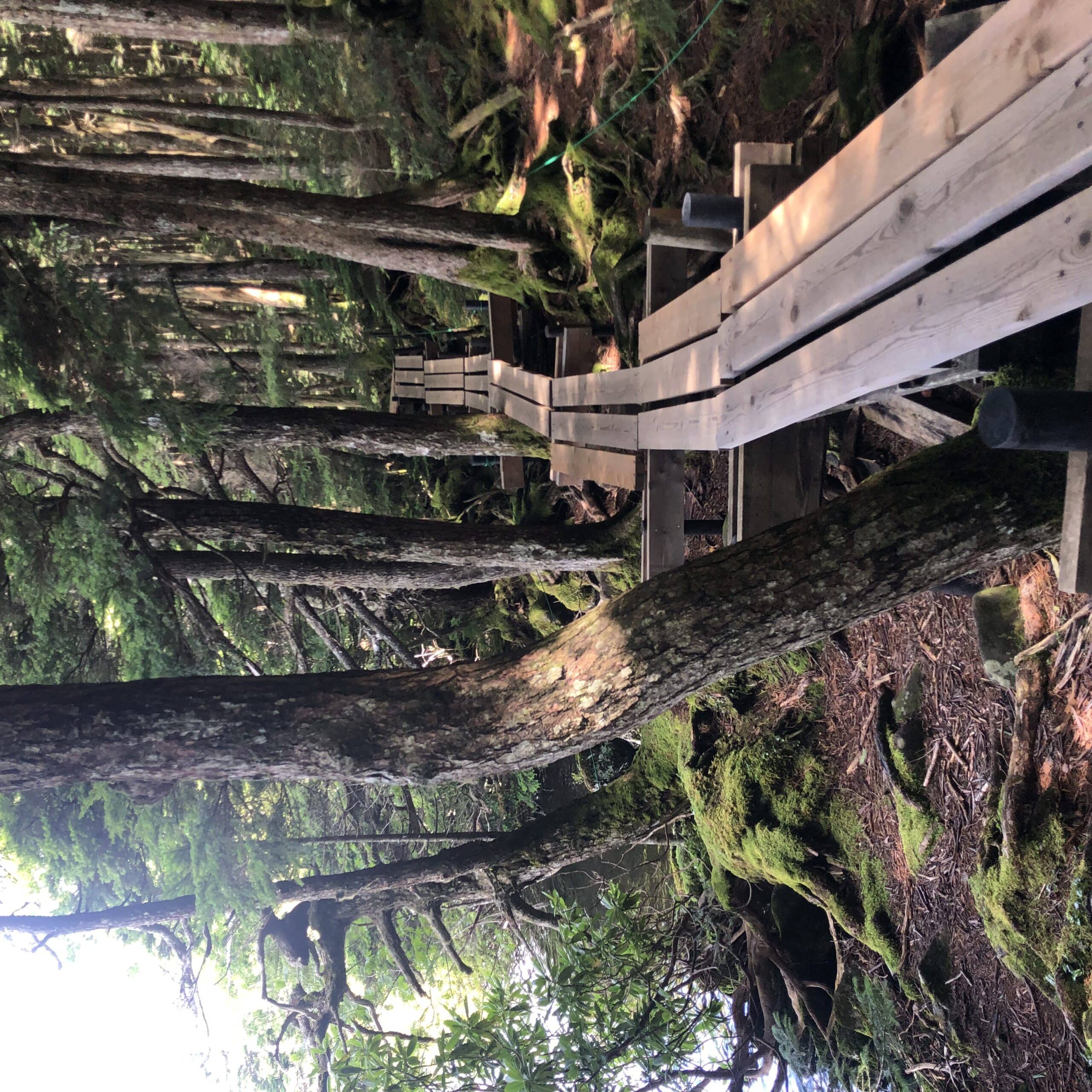 八ケ岳　白駒池