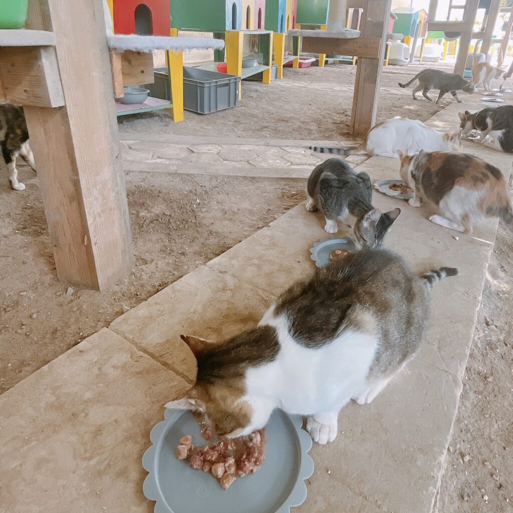 マルタ　保護猫施設