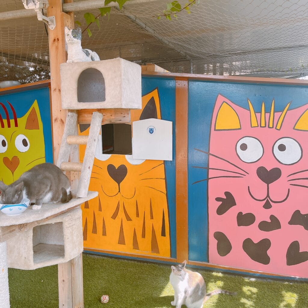 マルタ　保護猫施設